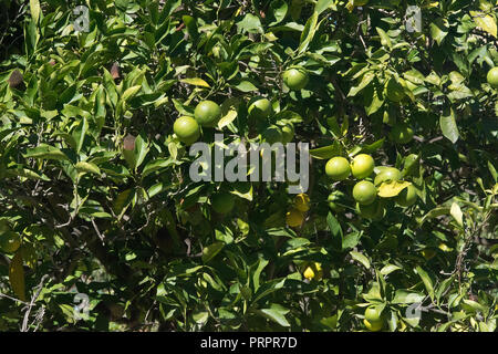 Green oranges ripen on the tree closeup on a sunny afternoon in Mallorca, Spain. Stock Photo