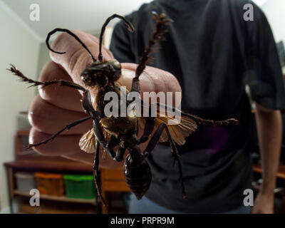 Tarantula hawk on hand, it's a giant wasp that hunts spiders and lay eggs on them, from the Pompilidae family, photo taken with the insect found dead. Stock Photo