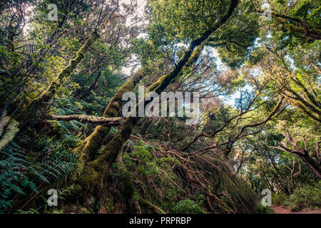 inside forest - laurel  trees inside cloud forest, Tenerife - Anaga Mountains Stock Photo