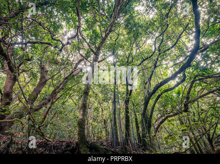 laurel  trees inside cloud forest, Tenerife - Stock Photo