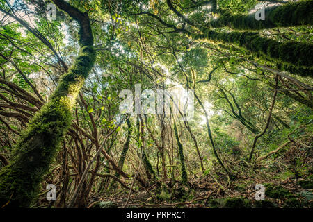 inside forest, magical ambience of Anaga cloud forest , Stock Photo