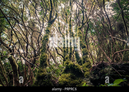 laurel  trees inside cloud forest, Tenerife - Stock Photo