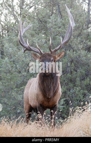 Rocky Mountain Bull Elk (Cervus canadensis nelson), North America Stock Photo