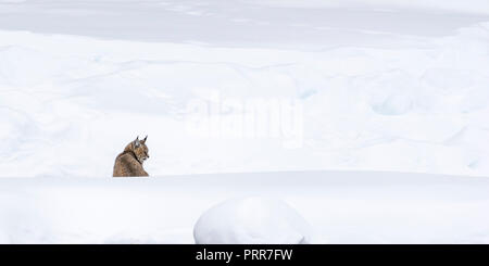 Bobcat (Lynx rufus) on the lookout in the snow along side the Madison River in Yellowstone National Park, Wyoming, USA. Stock Photo