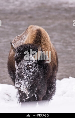Bison (Bison bison) commonly called Buffalo surviving the brutal winter in Yellowstone National Park, WY, USA. Stock Photo