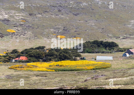 The McGill farm, locally called a camp, on Carcass Island, Falklands Stock Photo