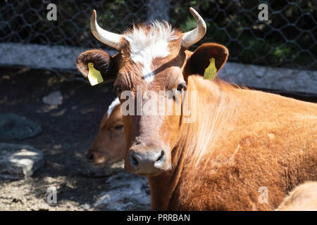 Milk cow on the McGill farm, locally called a camp, on Carcass Island, Falklands Stock Photo