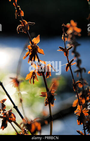 A group of brown/orange dead and dry flowers and leaves on stems, illuminated by the autumn sun, in Quebec, Canada Stock Photo