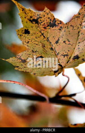 A colorful yellow and brown maple leaf on a black branch in autumn, Quebec, Canada, on a red, white and grey bright background Stock Photo