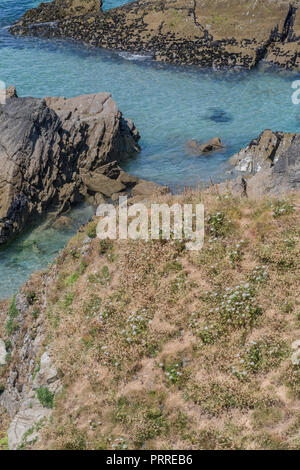 Patch of Wild Carrot / Daucus carota in flower on cliff top. Stock Photo