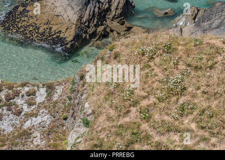 Patch of Wild Carrot / Daucus carota in flower on cliff top. Stock Photo