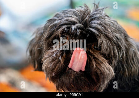 Black dog with long hair dog licking nose Stock Photo
