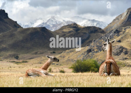Guanacos (Lama guanicoe), dam and young animal in the Patagonia Park, Careetera austral, Chacabuco Valley, Aysen, Patagonia Stock Photo