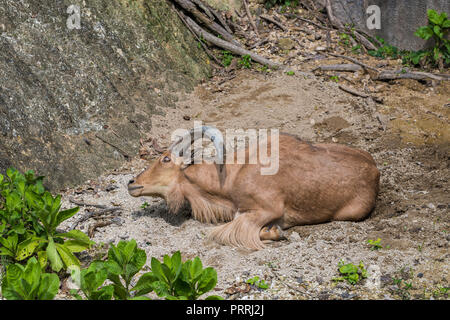 The male barbary sheep rubbing the horns on the ground Stock Photo