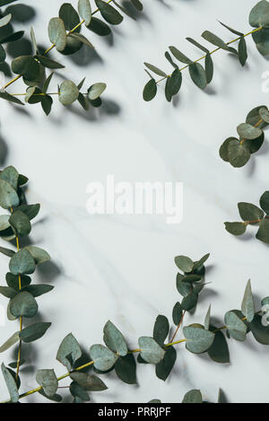 top view of eucalyptus leaves on white background Stock Photo