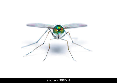 Green-to-blue metallic lustre long legged fly isolated on white background Stock Photo