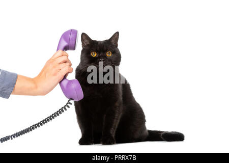 partial view of woman giving telephone tube to cute black british shorthair cat isolated on white background Stock Photo