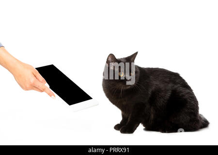 cropped image of woman giving digital tablet with blank screen to black shorthair british cat isolated on white background Stock Photo