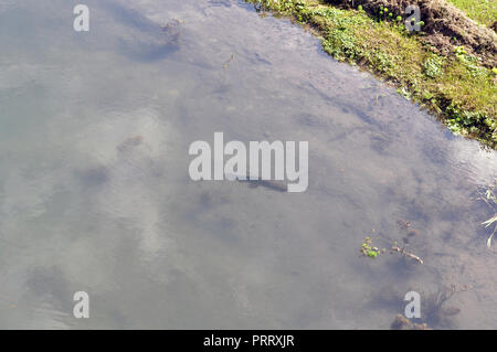 Tiger Fish (Hoplias malabaricus) in the coast of Parana River, Argentina Stock Photo