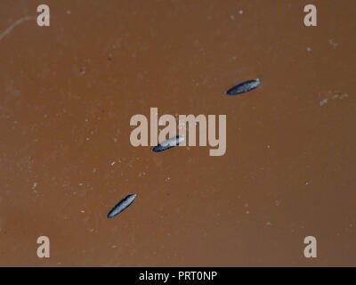 mosquito eggs Stock Photo - Alamy