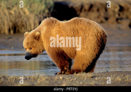 Brown bear (Ursus arctos) on tidal flat at Hallo Bay, Katmai National Park, AK