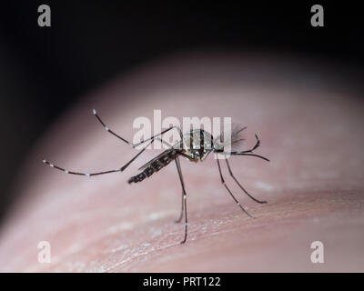 Male aedes aegypti mosquito Stock Photo - Alamy