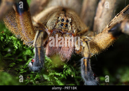 Male brazilian wandering spider (Phoneutria, aranha armadeira) face macro showing the spider eyes, detailed portrait. Venomous spider from Brazil. Stock Photo