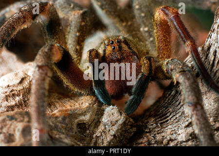 Brazilian wandering spider (Phoneutria, aranha armadeira) frontal face macro showing the spider eyes, detailed portrait. Venomous spider from Brazil. Stock Photo