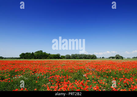 Idyllic landscape, field full of beautiful red poppies, blue sky in the background Stock Photo