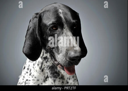 German Pointer portrait in a graduated gray background Stock Photo