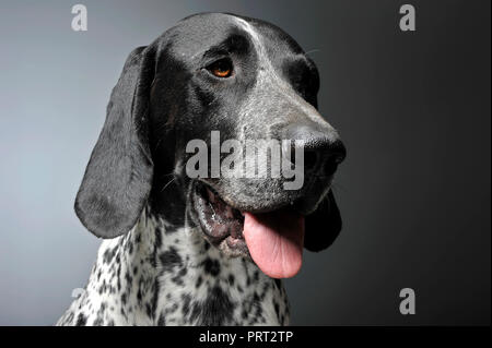 German Pointer portrait in a graduated gray background Stock Photo