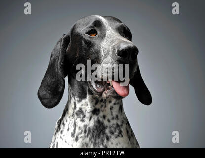 German Pointer portrait in a graduated gray background Stock Photo