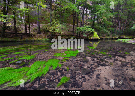 Mountain stream with clear water between moss covered boulders in deep valley. Green leaves trees in soft light Stock Photo