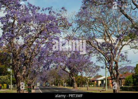 Impressive purple flowering jacaranda trees on a sunny day along a suburban road in Grafton, New South Wales, Australia. Stock Photo