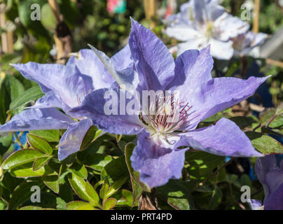 Clematis Tranquilite 'Evipo111', a pale mauve clematus flower from the Boulevard collection in Summer in West Sussex, UK. Stock Photo