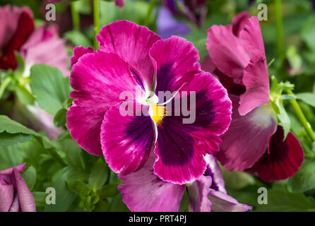 Brightly coloured vivid pink Pansy flower closeup in Autumn in West Sussex, UK. Bright pink Pansies. Stock Photo