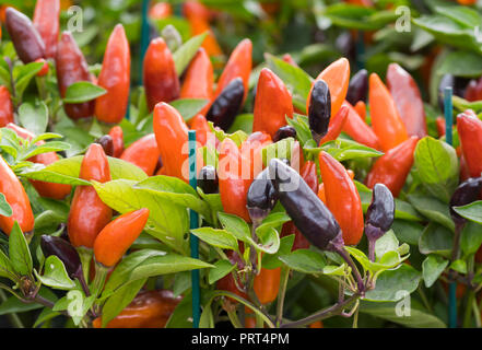 Capsicum annuum 'Zamora Orange', an Ornamental Pepper in Autumn in West Sussex, UK. Stock Photo