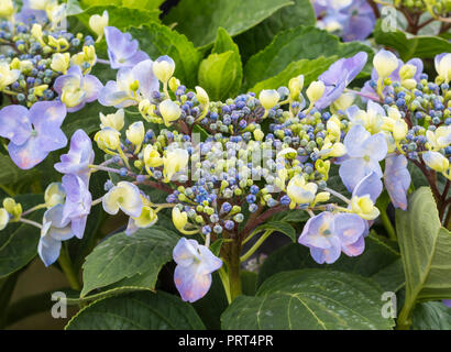 Hydrangea macrophylla 'Lutin Blue', a blue violet deciduous plant flowering in Autumn in West Sussex, UK.Hydrangeas. Stock Photo