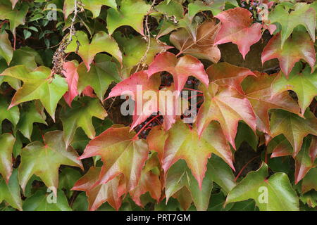 Scarlet autumnal background with wild grapes leaves. Purple, ruby leaves of a wild grapes in the garden in early autumn. Bright colorful autumn backgr Stock Photo