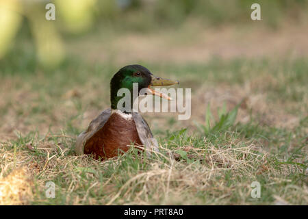 Male mallard duck sitting on green meadow and squawking. Stock Photo