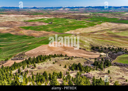 Agricultural fields in The Palouse hills, view in early spring from summit of Steptoe Butte, Columbia Plateau, near Steptoe, Washington, USA Stock Photo