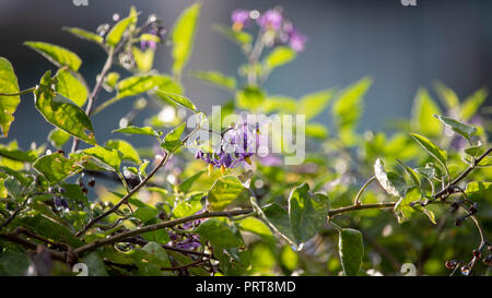 It is always magical to observe the droplets of water after the rain on wild plants in the heart of downtown Toronto. Stock Photo