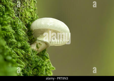 Porcelain fungus (Oudemansiella mucida) growing on trunk of Beech tree. Tipperary, Ireland Stock Photo