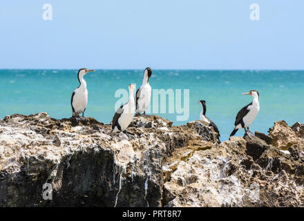 Australian pied cormorant colony off Trigg Beach in Western Australia Stock Photo