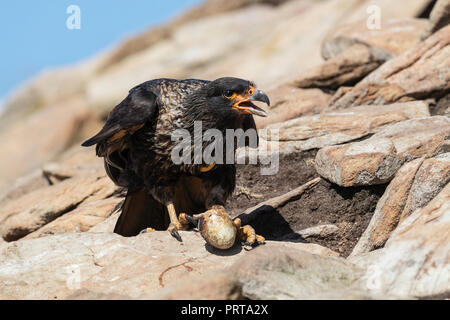 Adult striated caracara, Phalcoboenus australis, with stolen penguin egg on Saunders Island, Falklands Stock Photo