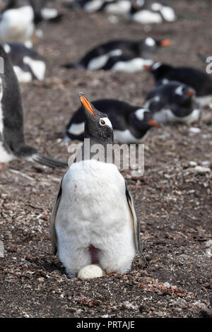 Adult gentoo penguin, Pygoscelis papua, with 2 eggs on Carcass Island, Falklands Stock Photo