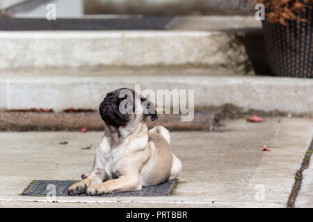 Cute Proud Pug Puppy Lying Down Stock Photo