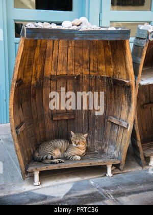 Cat sleeping in a open barrel Stock Photo