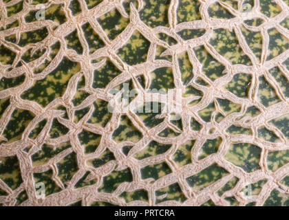 Chinese Hami melon skin close up texture for background Stock Photo