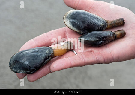 Sand gapers, also called Soft-shell clams, with extended siphon, (Myridae family), Wadden Sea, Schleswig-Holstein, Germany Stock Photo